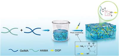 Sustained delivery of osteogenic growth peptide through injectable photoinitiated composite hydrogel for osteogenesis